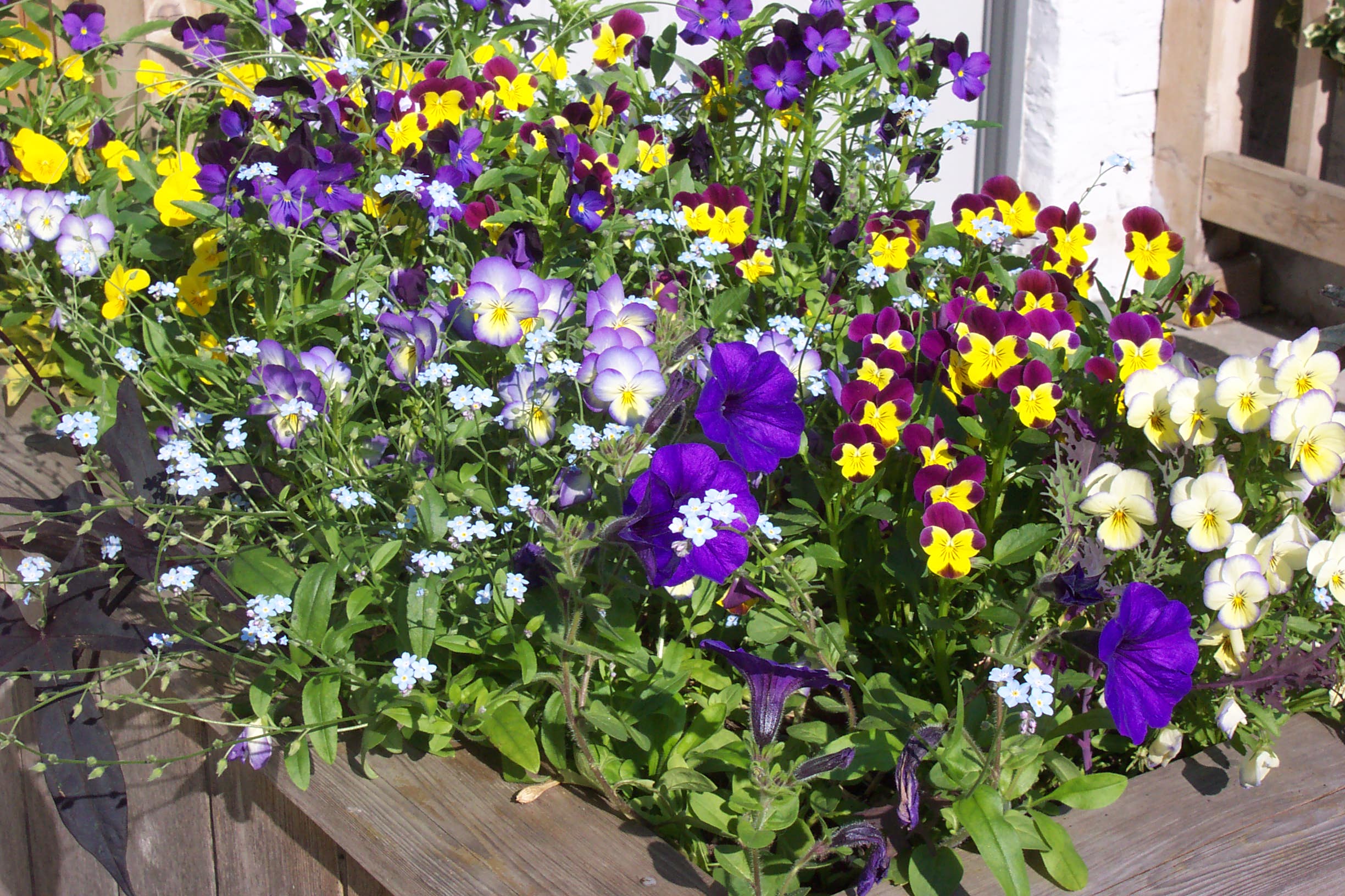 Pansies and Forget me not