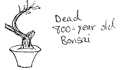 sketch of the 800 year old bonsai juniper, deceased