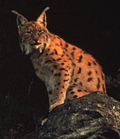 Felis lynx pardina - Iberian Lynx
