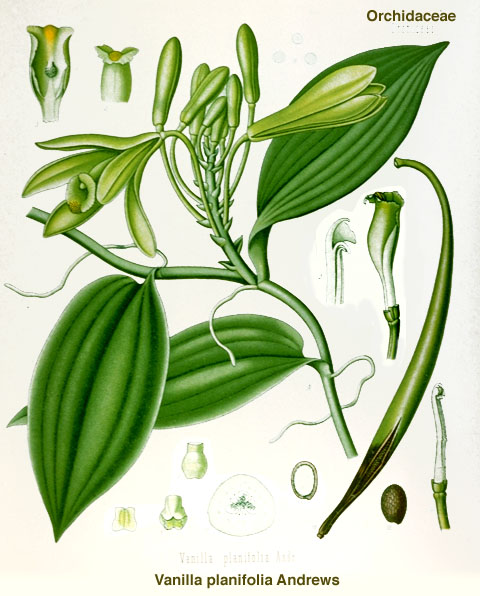 Vanilla planifolia - Hermann A. Khler, Medizinal Pflanzen, 1887